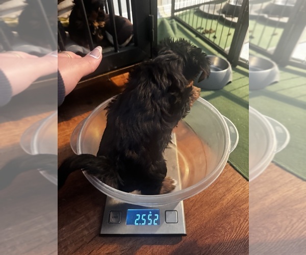 Medium Photo #10 Yorkshire Terrier Puppy For Sale in PORTLAND, OR, USA