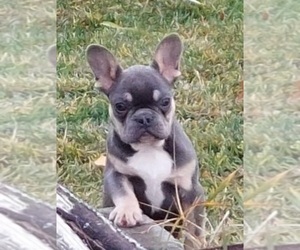 French Bulldog Puppy for sale in KENNEWICK, WA, USA
