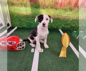 Border Collie-Unknown Mix Dogs for adoption in Hillsboro, MO, USA