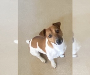 Father of the Jack Russell Terrier puppies born on 01/19/2025