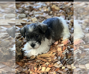 Schnauzer (Miniature) Puppy for sale in LAWRENCEBURG, TN, USA