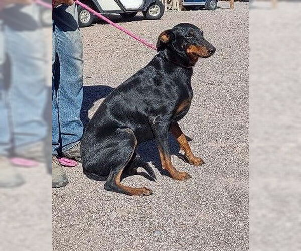 Medium Photo #2 Doberman Pinscher-Unknown Mix Puppy For Sale in Golden Valley, AZ, USA