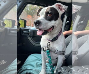 American Pit Bull Terrier-Unknown Mix Dogs for adoption in Virginia Beach, VA, USA