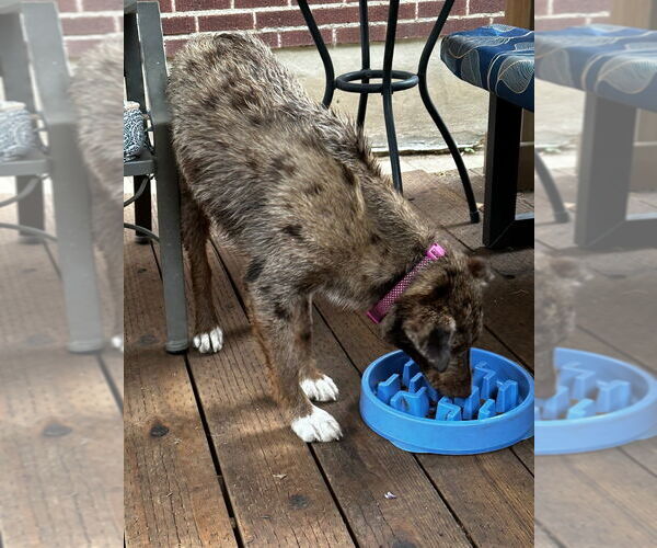 Medium Photo #2 Catahoula Leopard Dog-Unknown Mix Puppy For Sale in Salt Lake City, UT, USA