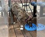 Small #1 Catahoula Leopard Dog Mix