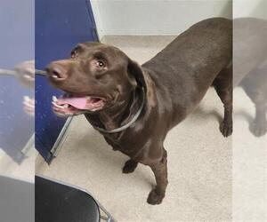 Labrador Retriever Dogs for adoption in Bakersfield, CA, USA