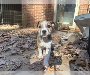 Labrador Retriever-Unknown Mix Dogs for adoption in Raleigh, NC, USA
