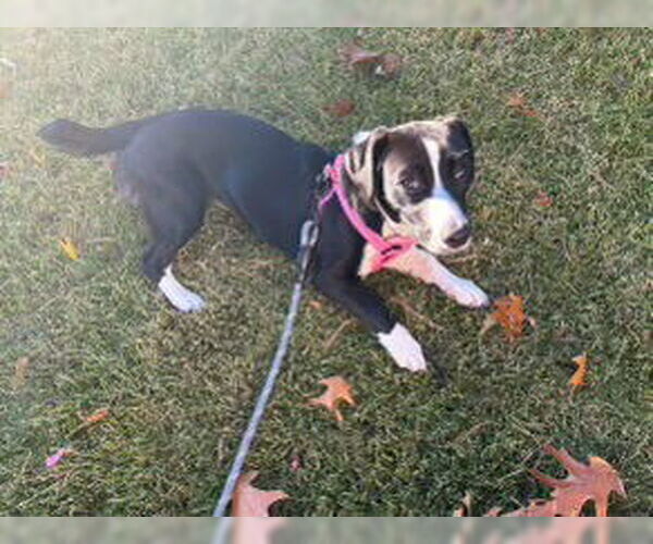 Medium Photo #6 Mutt Puppy For Sale in Westwood, NJ, USA