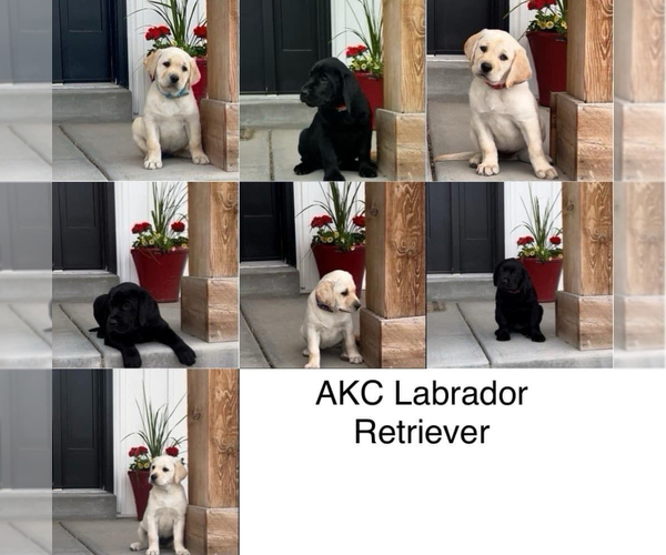 Medium Photo #1 Labrador Retriever Puppy For Sale in PRESTON, ID, USA