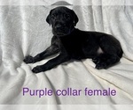 Small Photo #4 Great Dane Puppy For Sale in OKLAHOMA CITY, OK, USA