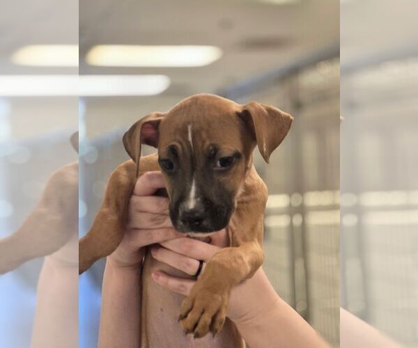 Medium Photo #1 Mutt Puppy For Sale in Hilton Head, SC, USA