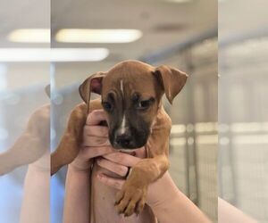 Mutt Dogs for adoption in Hilton Head, SC, USA