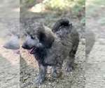 Small Photo #4 Poodle (Standard) Puppy For Sale in PLEASANT HILL, MO, USA