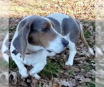 Small #2 Basset Hound