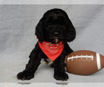 Small Photo #2 Cockapoo Puppy For Sale in MILLERSBURG, OH, USA