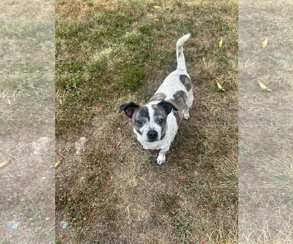 Medium Photo #1 Chihuahua-Weimaraner Mix Puppy For Sale in Stephens City, VA, USA