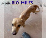 Small Photo #21 Dachshund-Unknown Mix Puppy For Sale in San Antonio, TX, USA