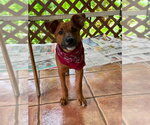 Small #3 Labrador Retriever Mix