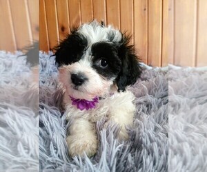 Mal-Shi-Poodle (Toy) Mix Puppy for sale in WOBURN, MA, USA