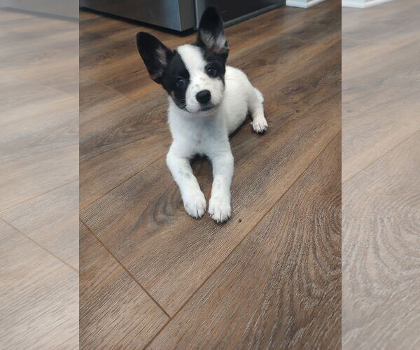 Medium Photo #1 - Mix Puppy For Sale in The Woodlands, TX, USA