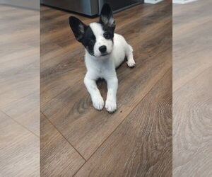 - Mix Dogs for adoption in The Woodlands, TX, USA