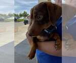 Small #4 Dachshund Mix