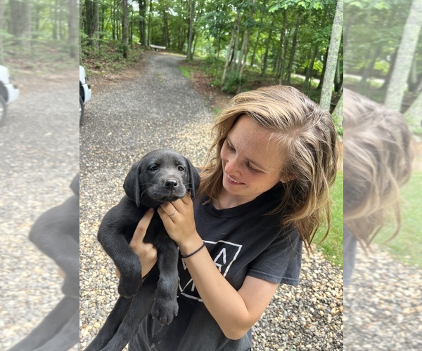 Medium Photo #36 Labrador Retriever Puppy For Sale in GLADSTONE, VA, USA