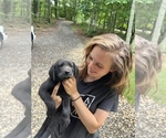 Small Photo #36 Labrador Retriever Puppy For Sale in GLADSTONE, VA, USA