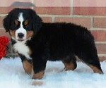 Small Photo #2 Bernese Mountain Dog Puppy For Sale in FREDERICKSBURG, OH, USA