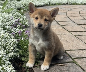 Shiba Inu Puppy for sale in CANOGA, NY, USA