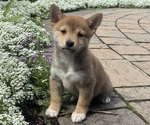 Image preview for Ad Listing. Nickname: Iris