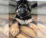 Small Photo #1 German Shepherd Dog Puppy For Sale in HERNDON, VA, USA