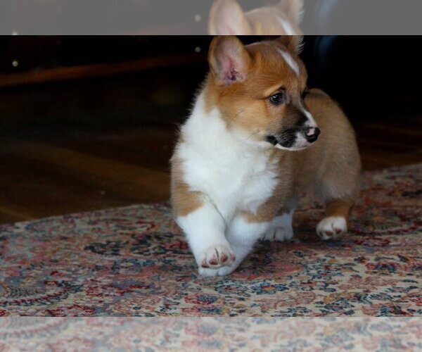Medium Photo #7 Pembroke Welsh Corgi Puppy For Sale in FAIR GROVE, MO, USA