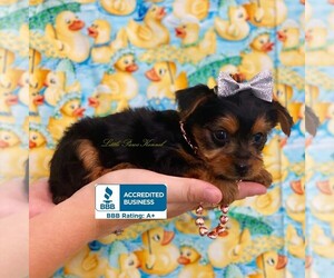 Yorkshire Terrier Puppy for sale in WINNSBORO, LA, USA