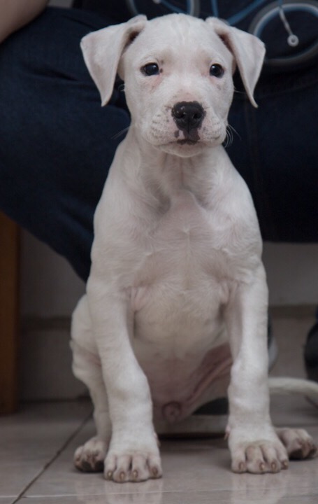 Medium Photo #3 Dogo Argentino Puppy For Sale in COLLEGE STA, TX, USA