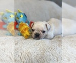 Puppy Jonah Faux Frenchbo Bulldog
