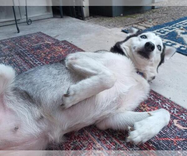 Medium Photo #2 Siberian Husky Puppy For Sale in Carrollton, TX, USA