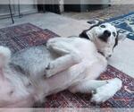 Small #1 Siberian Husky