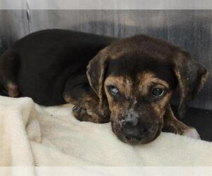 Mutt Dogs for adoption in San Antonio, TX, USA