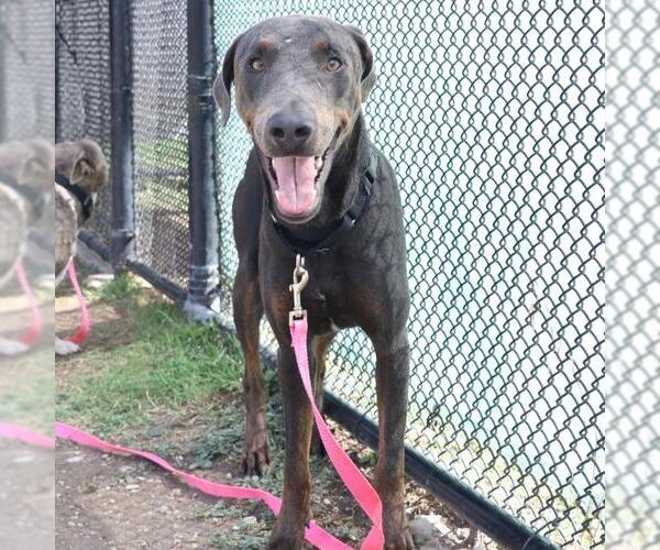 Medium Photo #1 Doberman Pinscher-Unknown Mix Puppy For Sale in San Antonio, TX, USA