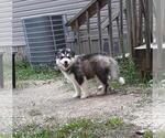 Small Photo #10 Wolf Hybrid Puppy For Sale in BYBEE, TN, USA