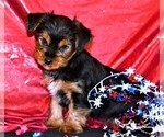 Small Photo #2 Yorkshire Terrier Puppy For Sale in ROCK VALLEY, IA, USA