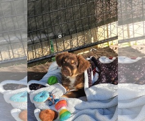 Australian Shepherd Puppy for sale in COLUMBIA, TN, USA