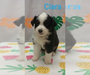 Miniature Australian Shepherd Puppy for sale in CAMPBELL, MN, USA
