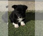 Small #2 Pembroke Welsh Corgi