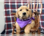 Small #6 Golden Retriever