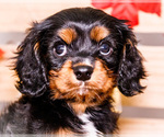 Small #1 Cavalier King Charles Spaniel