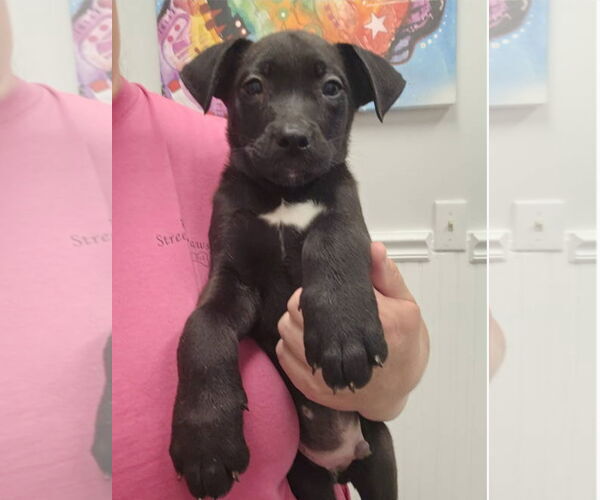 Medium Photo #7 Huskies -Labrador Retriever Mix Puppy For Sale in McDonough, GA, USA