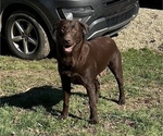 Small Photo #1 Labrador Retriever Puppy For Sale in PORTSMOUTH, OH, USA