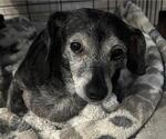 Small #4 Chiweenie